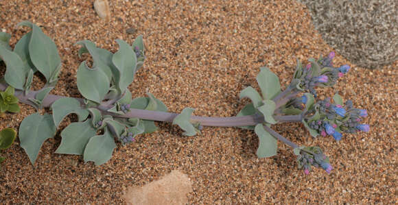 Mertensia maritima (L.) S. F. Gray resmi