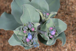 Mertensia maritima (L.) S. F. Gray resmi