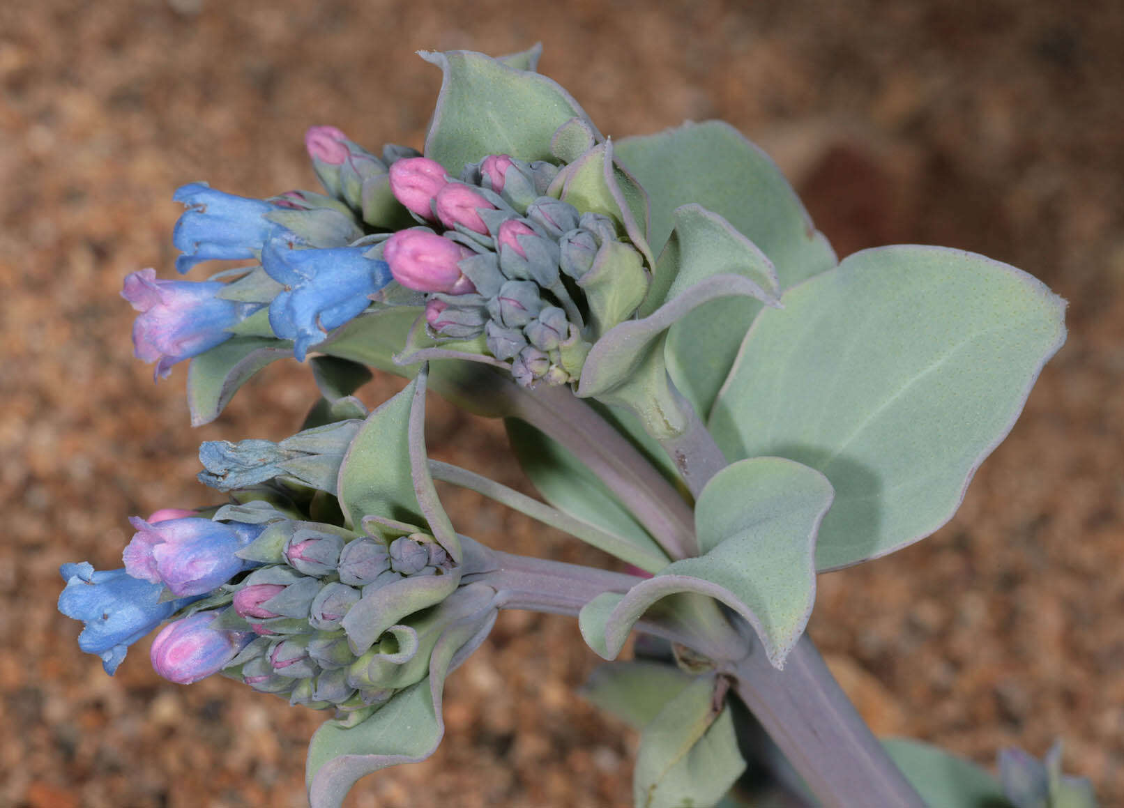 Mertensia maritima (L.) S. F. Gray resmi