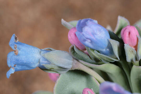 Mertensia maritima (L.) S. F. Gray resmi