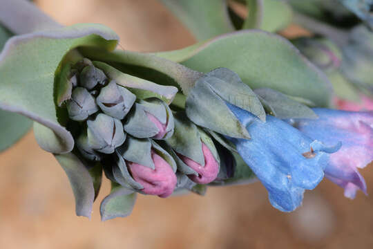 Mertensia maritima (L.) S. F. Gray resmi