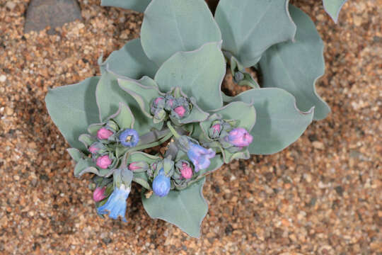 Mertensia maritima (L.) S. F. Gray resmi