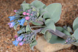 Mertensia maritima (L.) S. F. Gray resmi