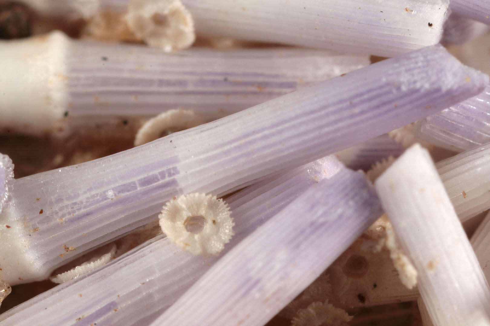 Image of Edible sea urchin