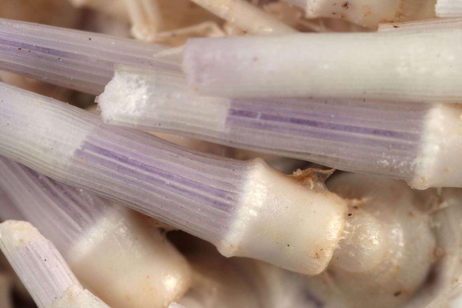 Image of Edible sea urchin