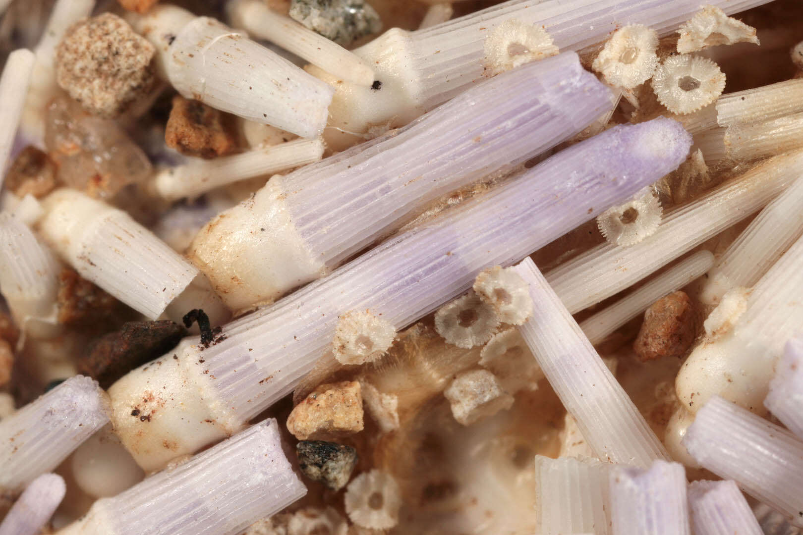 Image of Edible sea urchin