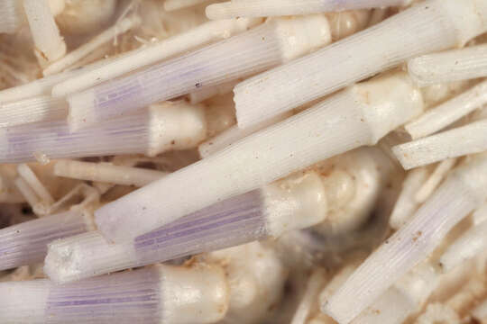 Image of Edible sea urchin