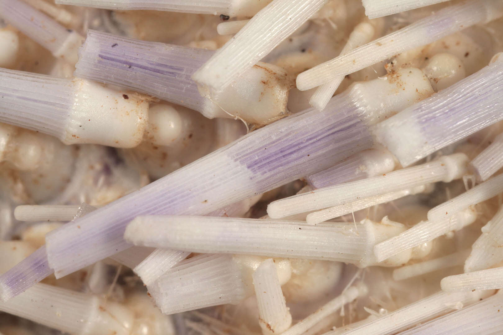 Image of Edible sea urchin