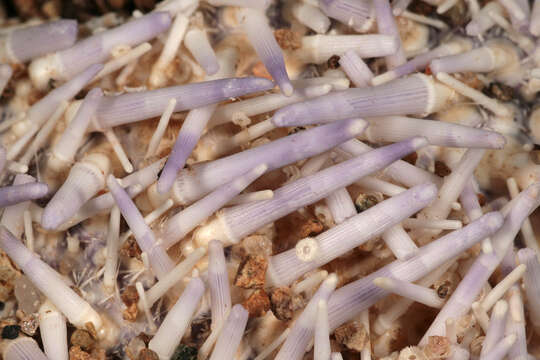 Image of Edible sea urchin