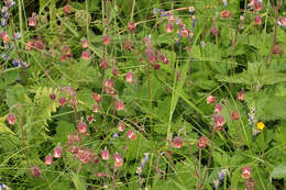 Image of Water Avens