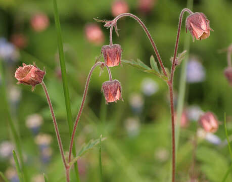 Image of Water Avens