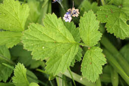 Image of Water Avens