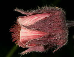 Image of Water Avens