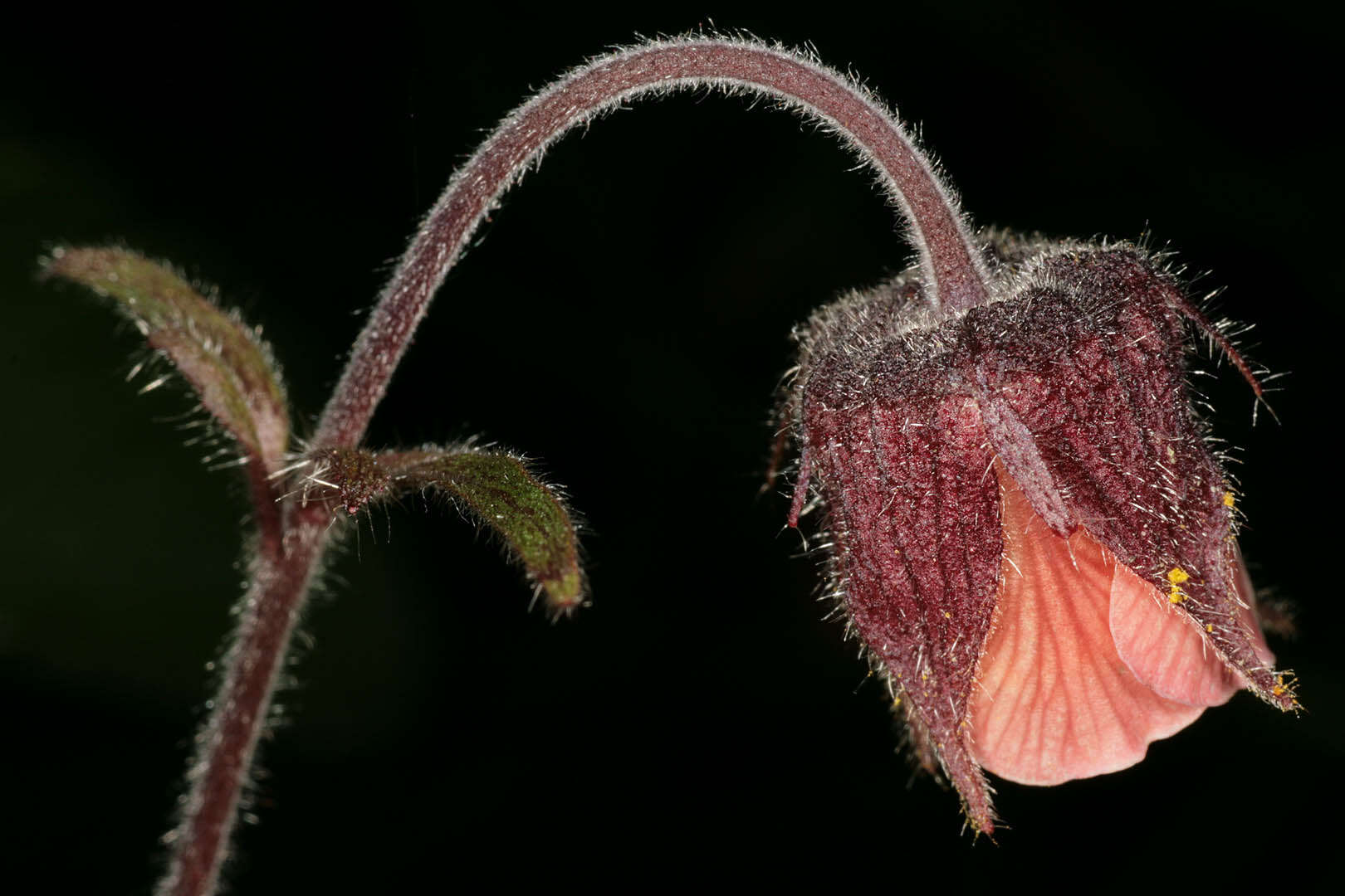 Image of Water Avens