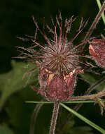 Image of Water Avens