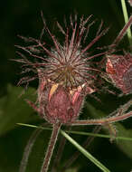 Image of Water Avens