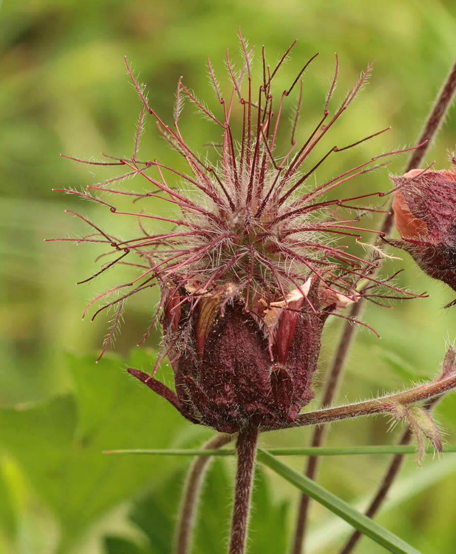 Image of Water Avens