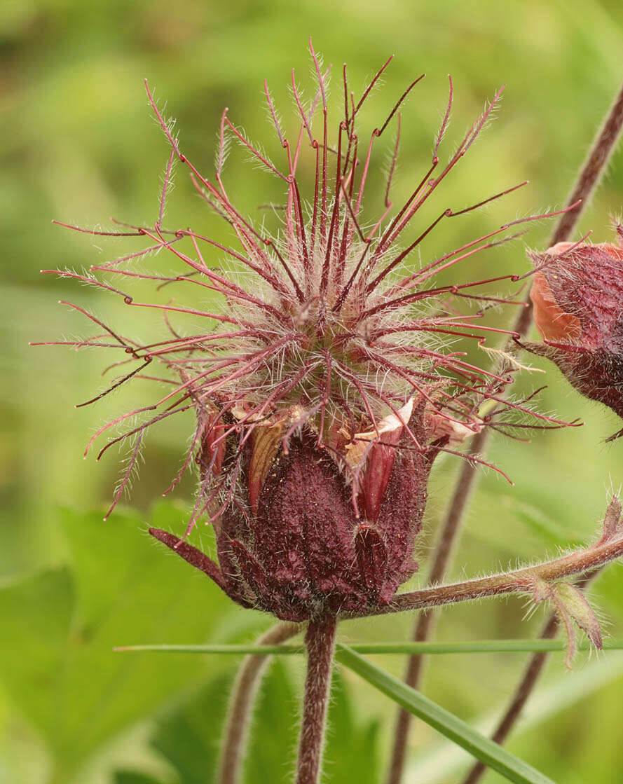 Image of Water Avens