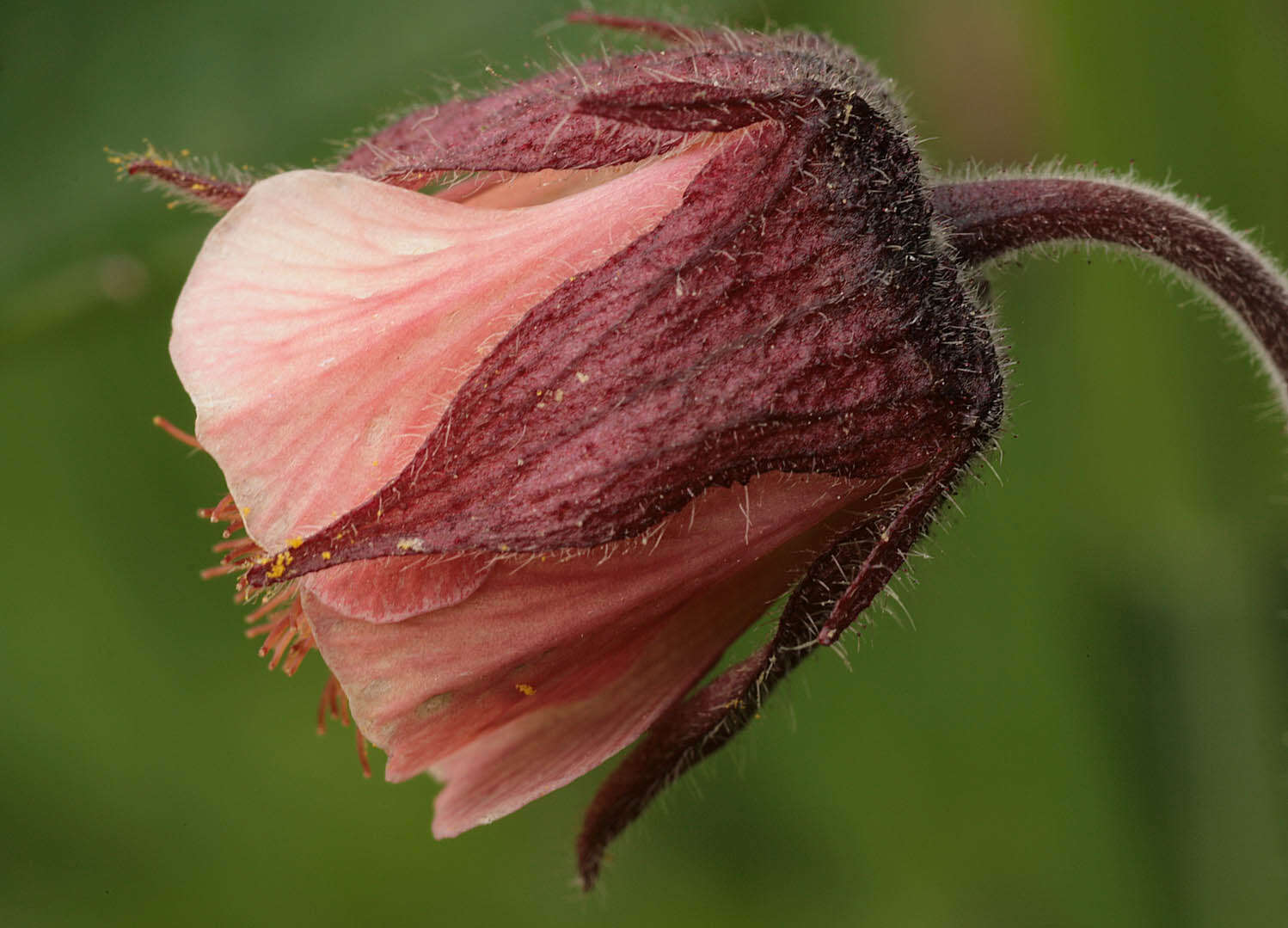 Image of Water Avens