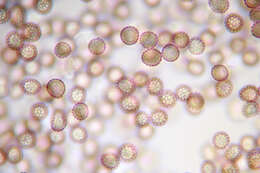 Image of Microbotryomycetes