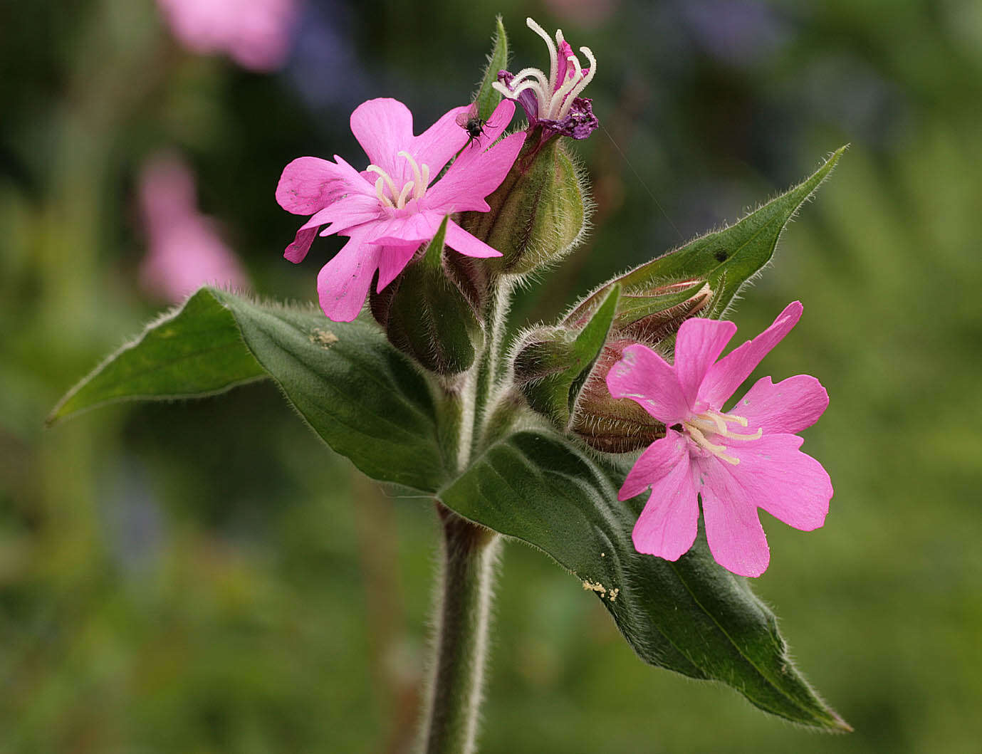 Image of red catchfly