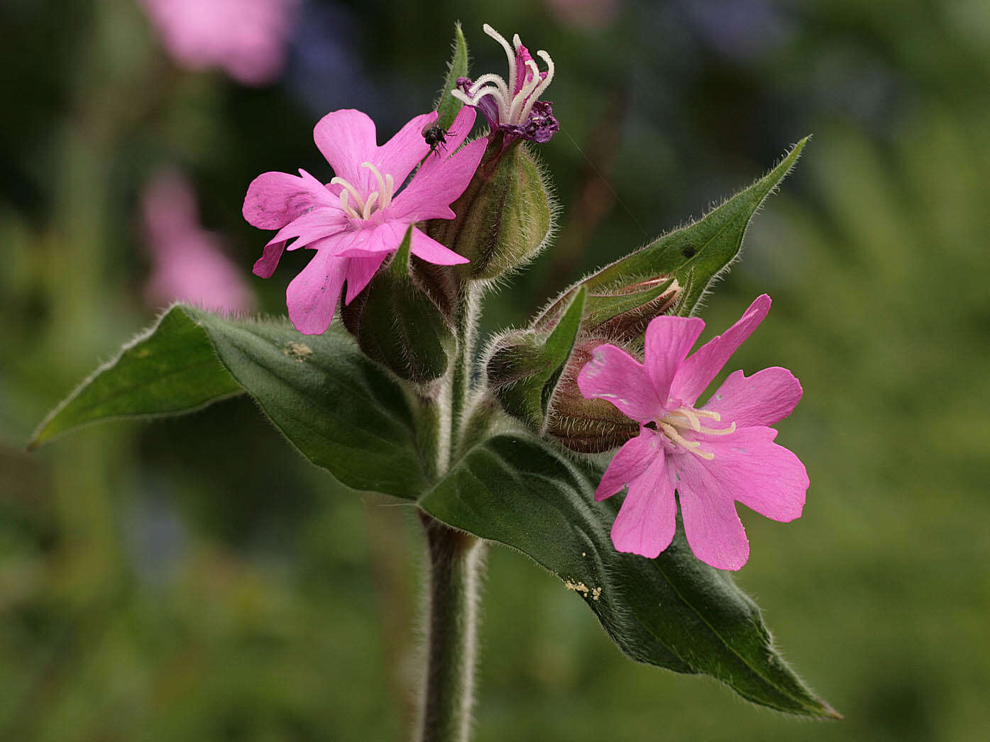 Image of red catchfly