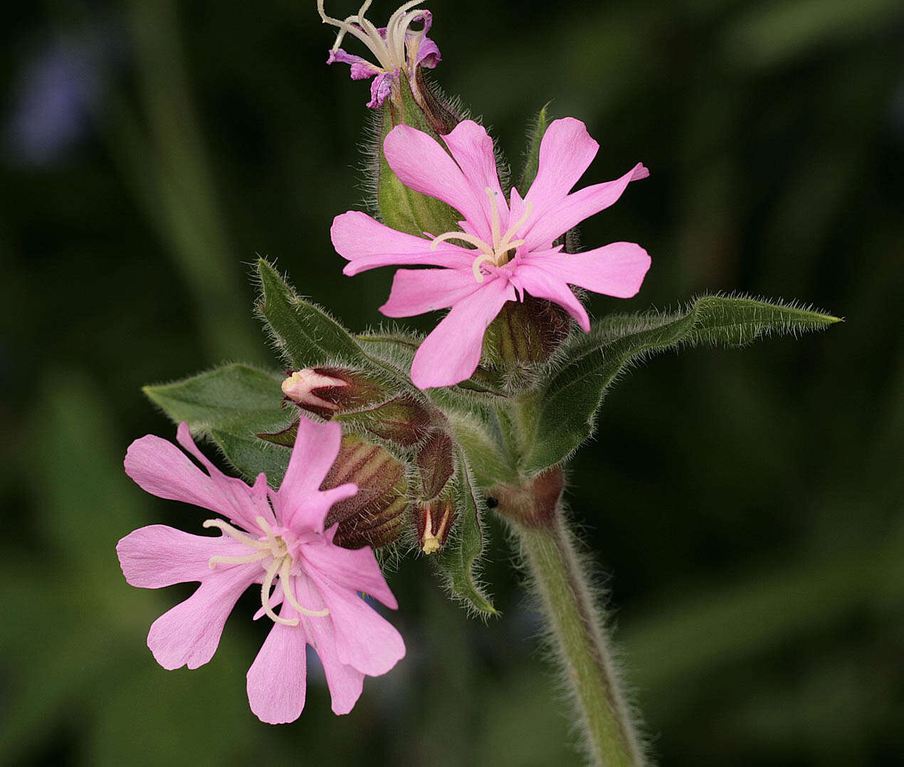 Image of red catchfly