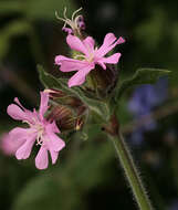 Image of red catchfly