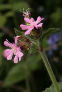 Image of red catchfly