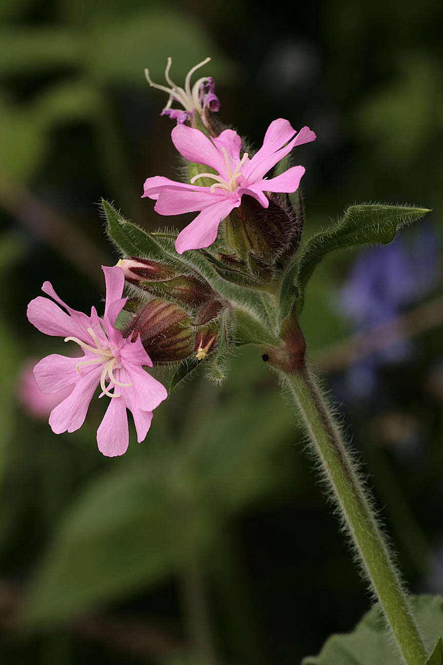 Image of red catchfly