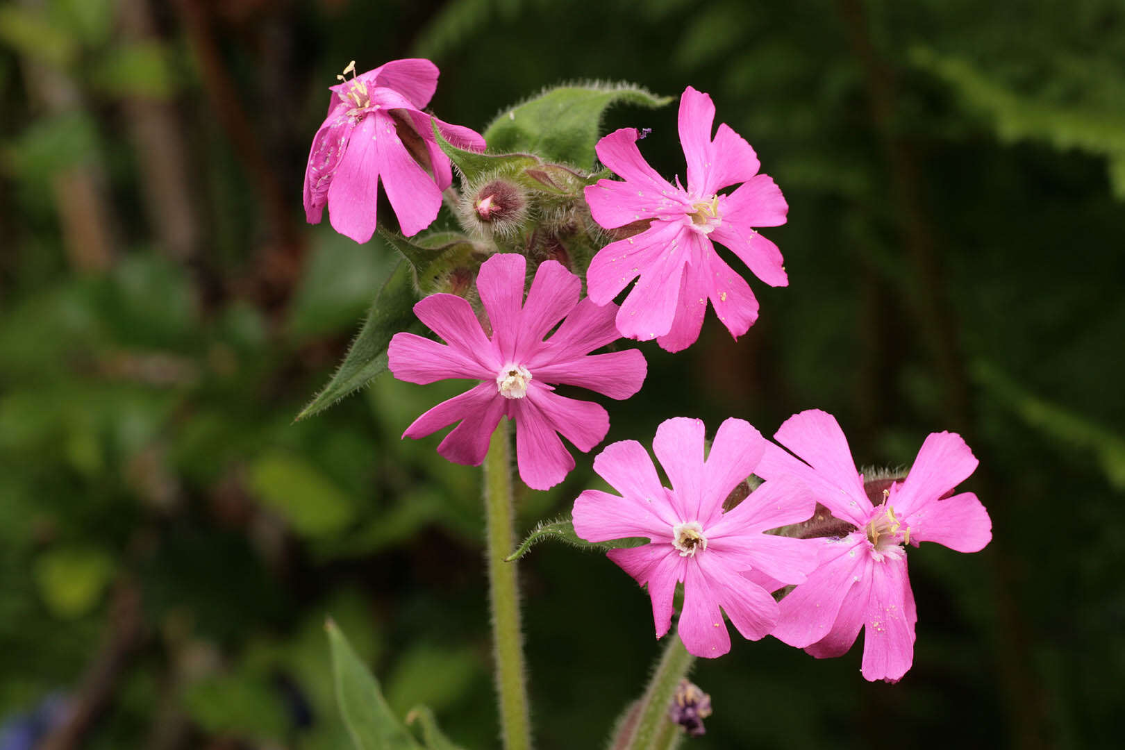 Image of red catchfly