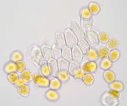 Plancia ëd Puccinia primulae (DC.) Duby 1830