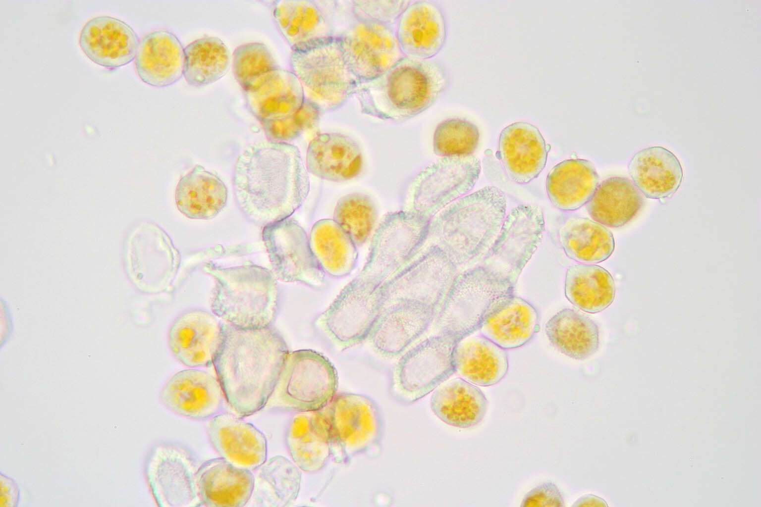 Слика од Puccinia primulae (DC.) Duby 1830