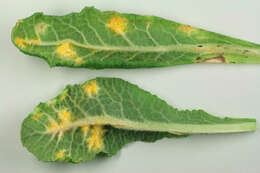 Слика од Puccinia primulae (DC.) Duby 1830