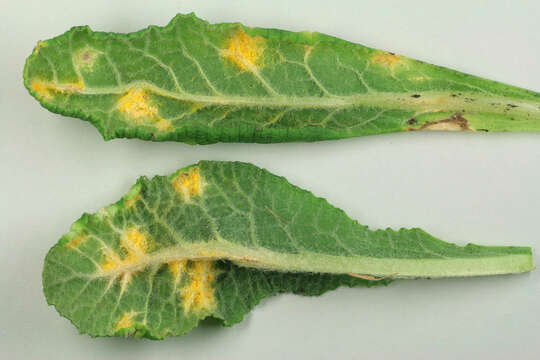 Plancia ëd Puccinia primulae (DC.) Duby 1830