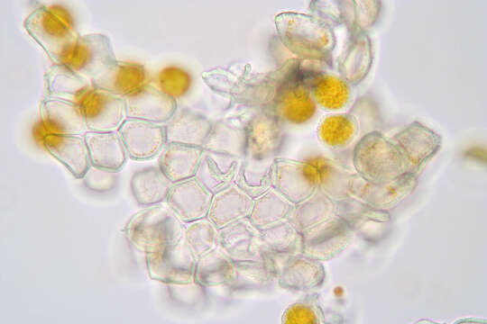 Imagem de Puccinia sessilis J. Schröt. 1870