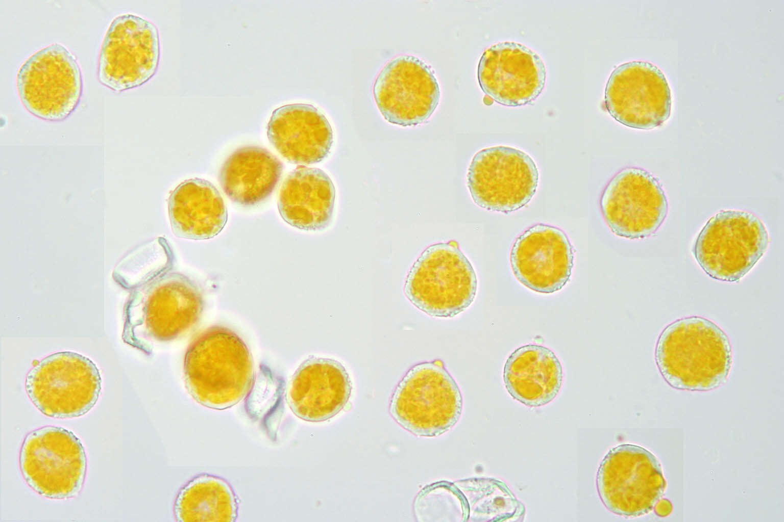 Imagem de Puccinia sessilis J. Schröt. 1870