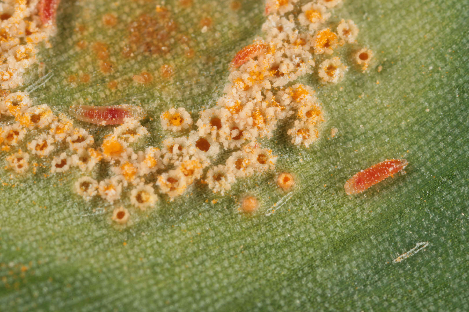 Imagem de Puccinia sessilis J. Schröt. 1870