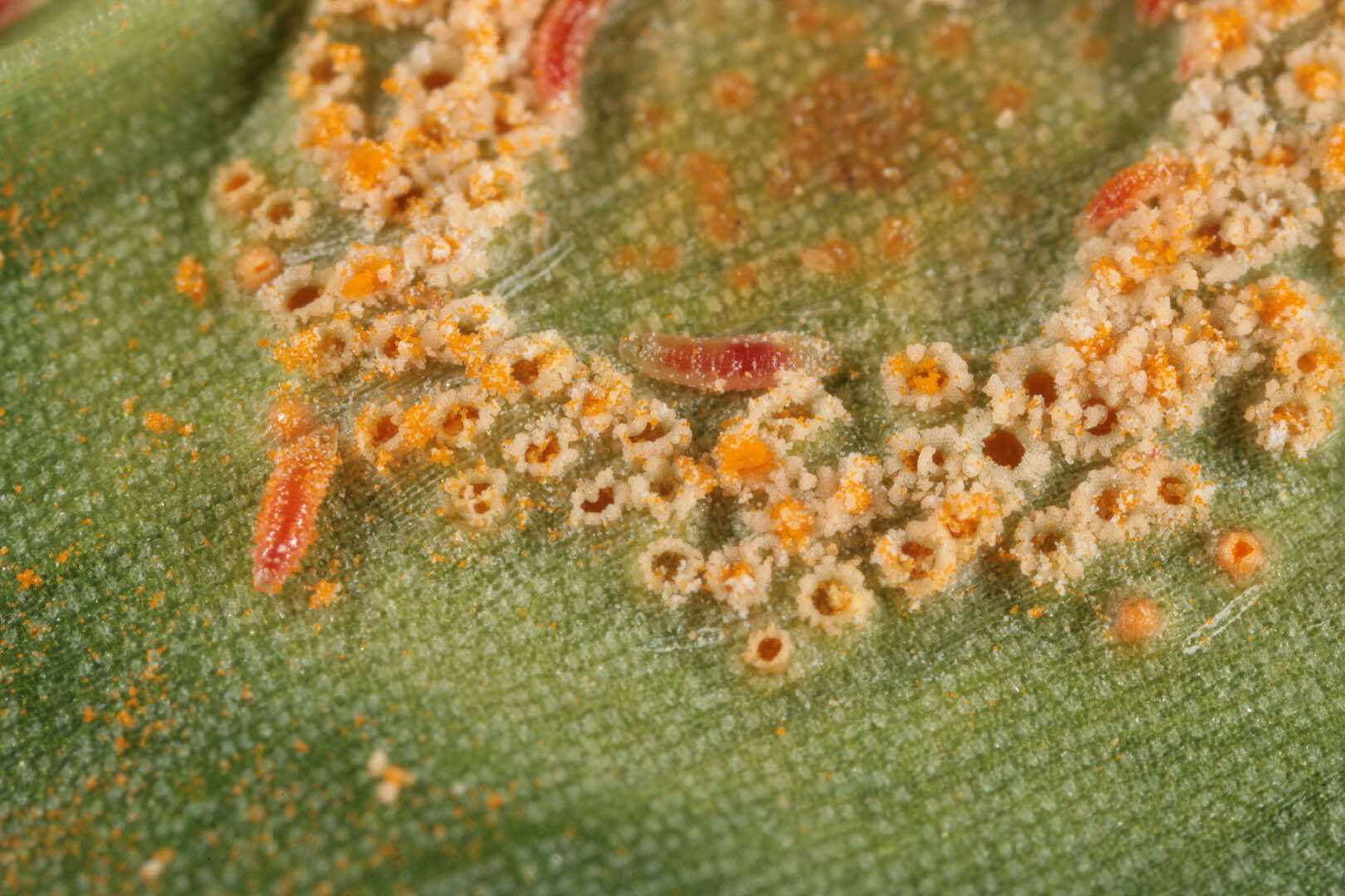 Imagem de Puccinia sessilis J. Schröt. 1870