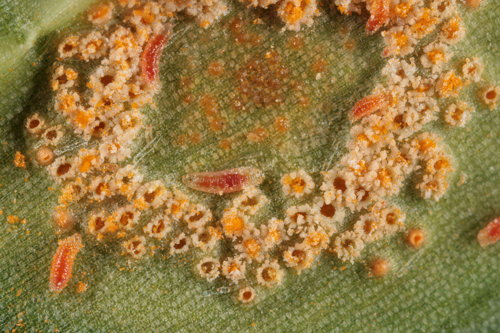 Imagem de Puccinia sessilis J. Schröt. 1870