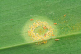 Imagem de Puccinia sessilis J. Schröt. 1870