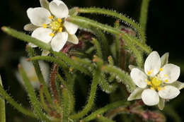 Spergula arvensis L. resmi