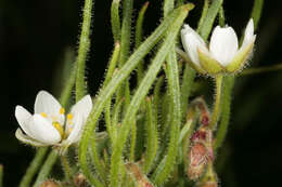 Spergula arvensis L. resmi