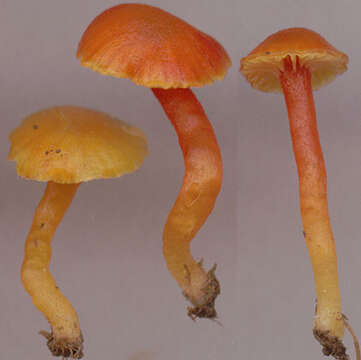 Image of Hygrocybe insipida (J. E. Lange) M. M. Moser 1967