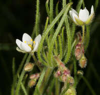 Spergula arvensis L. resmi