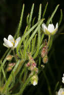 Spergula arvensis L. resmi