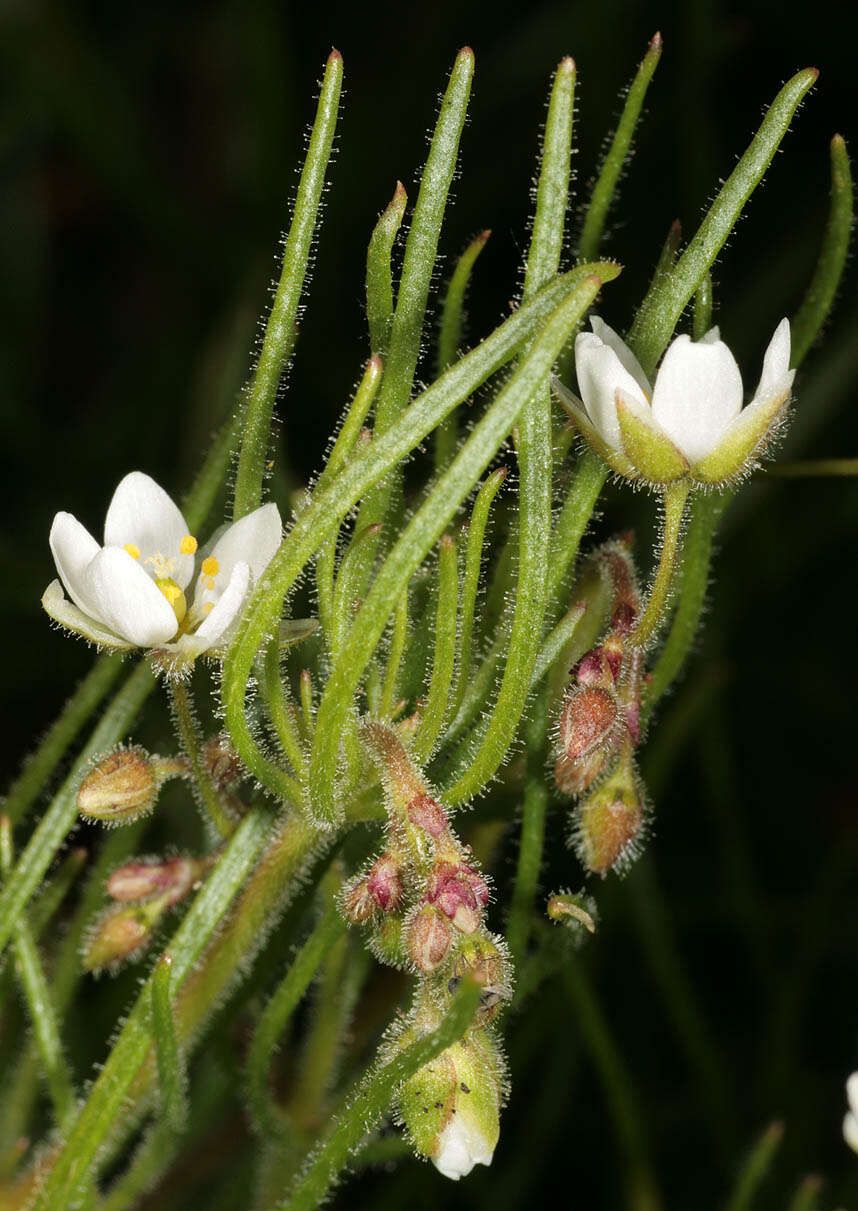 Spergula arvensis L. resmi