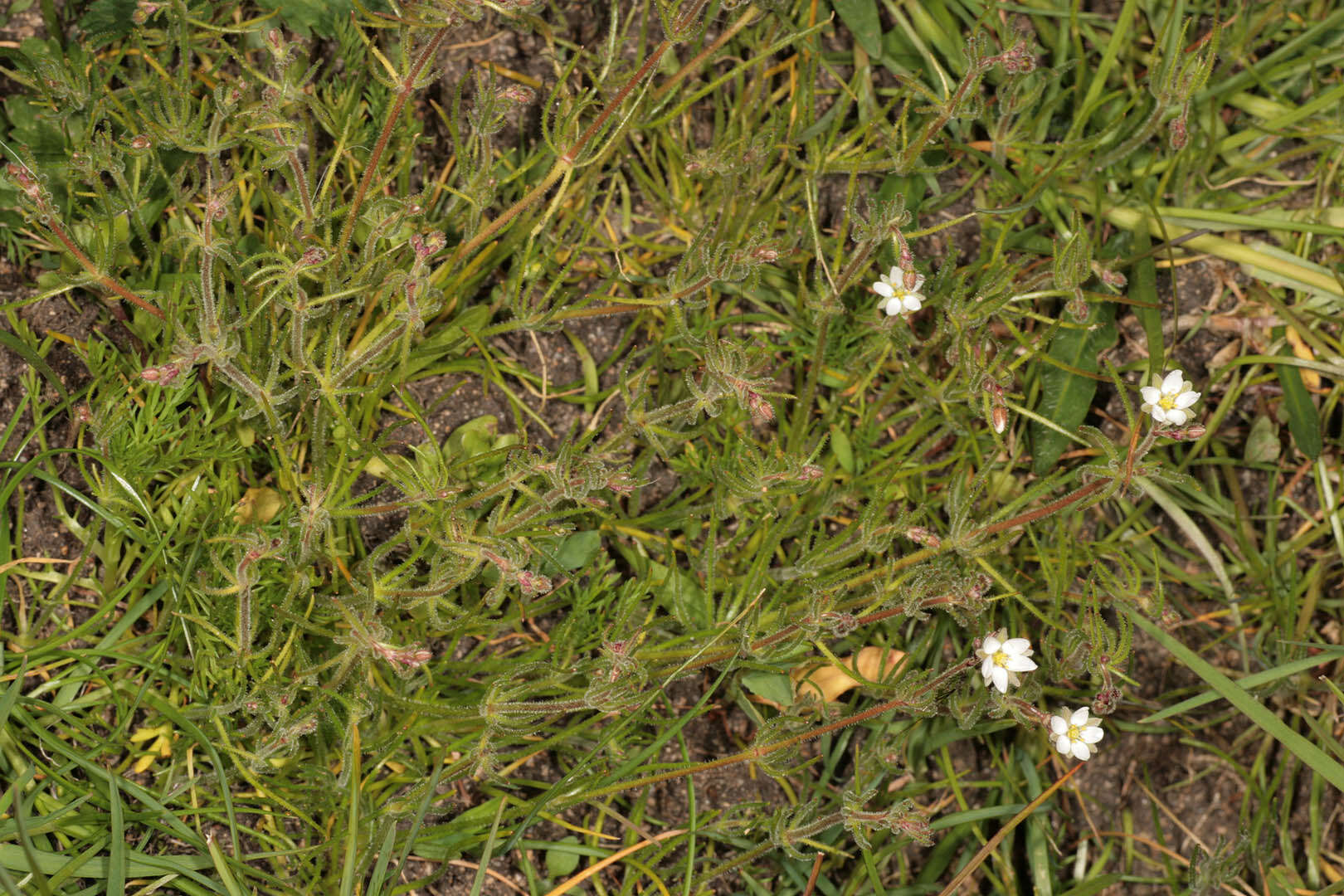 Spergula arvensis L. resmi