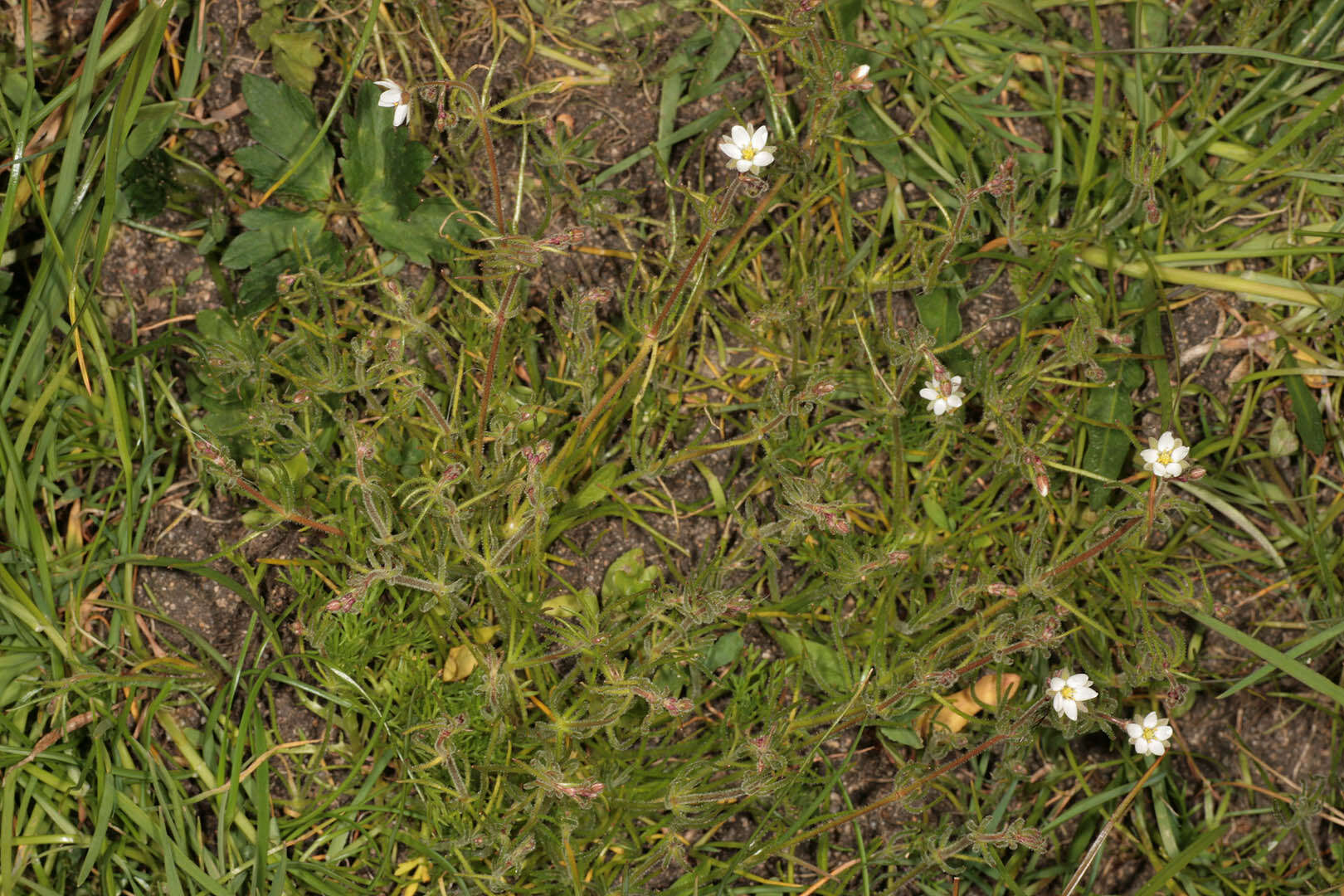 Spergula arvensis L. resmi