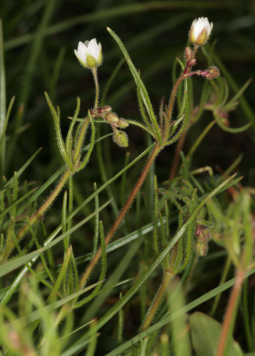 Spergula arvensis L. resmi